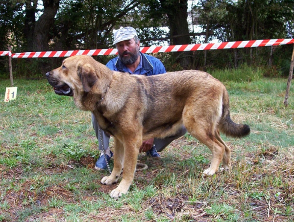 Luna de La Vicheriza - 1ª - INTERMEDIA CLASS FEMALES - Fresno del Camino, León, 08-08-2004
Owner: Cándido Rodríguez Arias  

Keywords: 2004 vicheriza