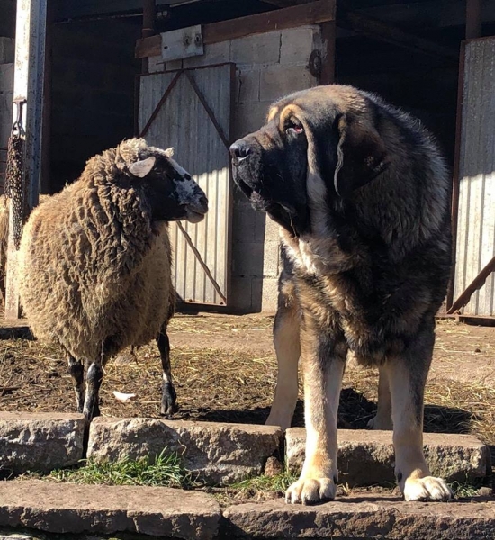 Los Piscardos
Keywords: flock ganado piscrdos 2019