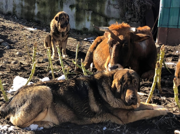 Los Piscardos
Keywords: piscardos 2019 flock ganado