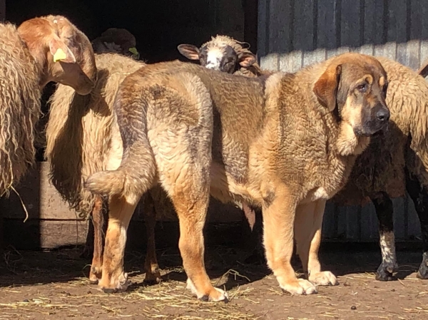 Los Piscardos
Keywords: piscardos 2019 flock ganado