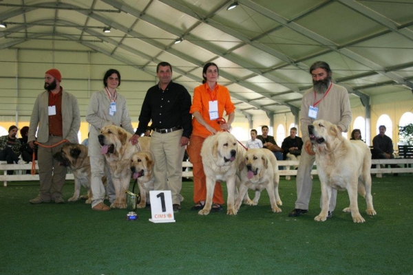 Breeding Group: Dharmapuri: 1 - 2nd Monographic Exhibition Spanish Mastiff, Parma, Italy - 05-06.05.2012 
Keywords: 2012
