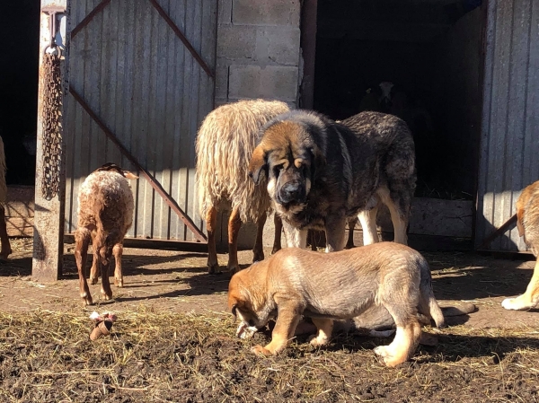 Los Piscardos
Keywords: piscardos 2019 flock ganado