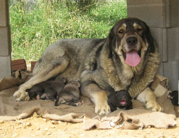 Pinta de Fuente Mimbre with puppies - Winner Photo of the Month August 2006
This photo was 'Photo of the Month August'

APRENDEN RÁPIDO
Photo by: Jesus Blanco Rodriguez


Keywords: fuentemimbre