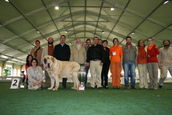 Titan del Dharmapuri: BIS - 2nd Monographic Exhibition Spanish Mastiff, Parma, Italy - 05-06.05.2012 
Keywords: 2012 dharmapuri