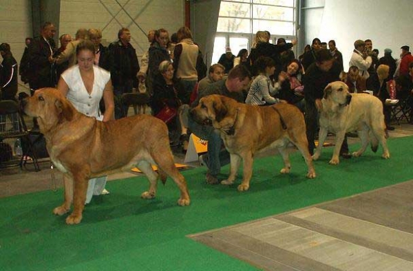 Rint Valeri Asso for Motleyhouse Exc.1, CWC, Res.CACIB, Drakon Beark Cerny Levhart Exc.2  & Lope Fre-Su Exc.3 - Open Class Males World Dog Show 2006, Poland
Rint Valeri Asso for Motleyhouse: (Ron de Valdejera x Motley House Dazy Son) 
Drakon Beark Cerny Levhart: Arak z Kraje Sokolu x Belize Cerny Levhart) 
Lope Fre-Su: (Basil Mastifland x Astra Dobra Rasa)


 

