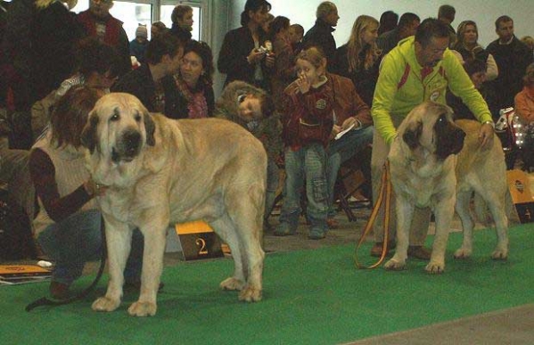 Basil Mastifland & Sanson, Champion Class Males - World Dog Show 2006, Poland
Basil Mastifland: (Davidoff von Haus vom Steraldted x Ida Fi-It) 
Born: 14.11.2000
Breeder: Anna Kornak, owner: Ewa Jasinska

Sanson: (Ordoño x Princes de Vega de Albares)
Born: 28.03.2004
Breeder: Ange Sainz de a Maza, owner: César Estébanez Alonso
