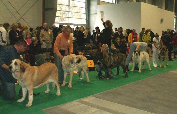 Adéla Bolero-Dudo, Eta Mastifland, Graci Mastibe, Motley House Luxury Spring Day & Motley House Star Story - Open Class Females, World Dog Show 2006, Poland
