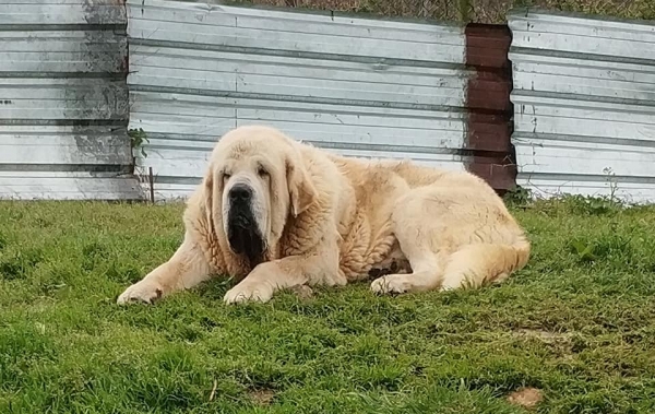 Simba de La Ribera del Pas
Portos de Montes del Pardo x Savona de Montes del Pardo.
Born: 07.02.2015
Keywords: riberadelpas