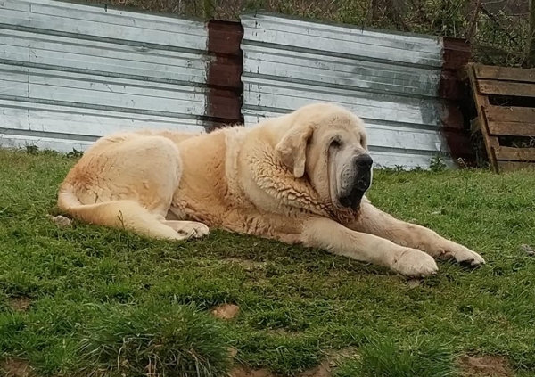 Simba de La Ribera del Pas
Portos de Montes del Pardo x Savona de Montes del Pardo.
Born: 07.02.2015
Keywords: riberadelpas