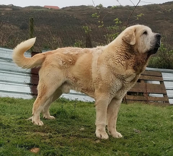 Simba de La Ribera del Pas
Portos de Montes del Pardo x Savona de Montes del Pardo.
Born: 07.02.2015
Keywords: riberadelpas