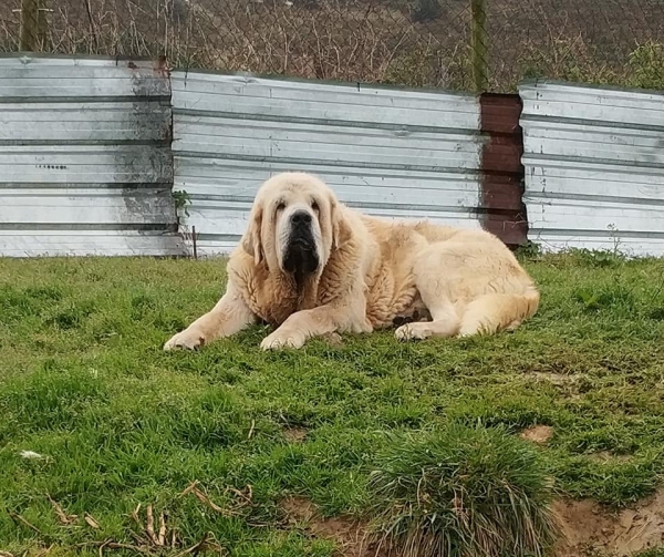 Simba de La Ribera del Pas
Portos de Montes del Pardo x Savona de Montes del Pardo.
Born: 07.02.2015
Keywords: riberadelpas