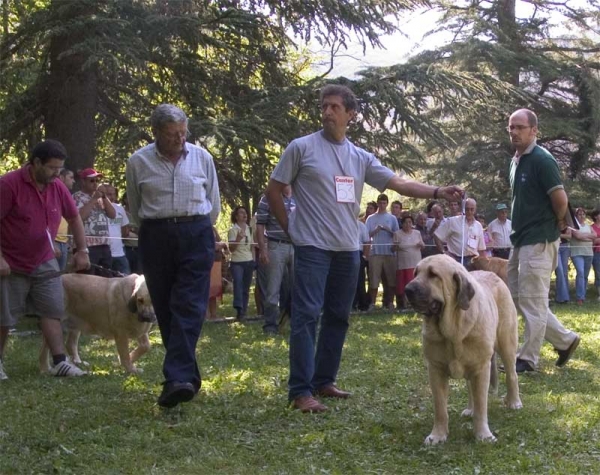 Mastín from Galisancho, 2. Intermediate Class Females - Barrios de Luna 10.09.2006
Keywords: 2006 galisancho