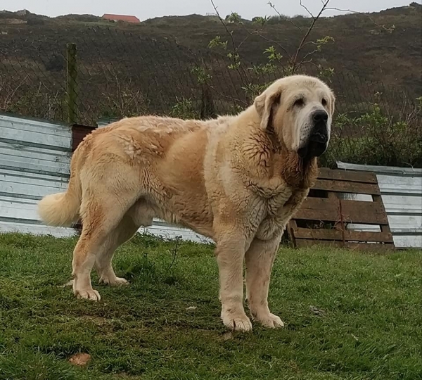 Simba de La Ribera del Pas
Portos de Montes del Pardo x Savona de Montes del Pardo.
Born: 07.02.2015
Keywords: riberadelpas