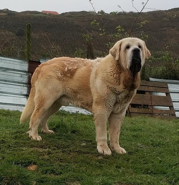 Simba de La Ribera del Pas
Portos de Montes del Pardo x Savona de Montes del Pardo.
Born: 07.02.2015
Keywords: riberadelpas