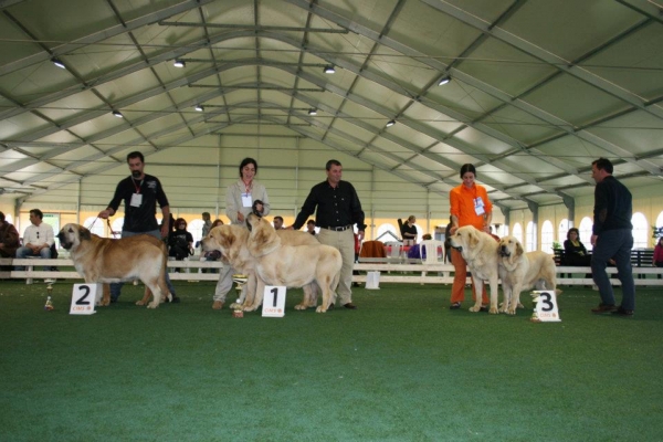 Pair Class / Clase Parejas - 2nd Monographic Exhibition Spanish Mastiff, Parma, Italy - 05-06.05.2012 
2. Augus & Italia de Bao la Madera
1. Ch. Titan & Ch. Sonam del Dharmapuri
3. Sultan del Dharmapuri & Makumba de Montes del Pardo
Keywords: 2012