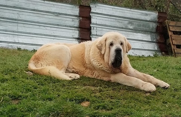 Simba de La Ribera del Pas
Portos de Montes del Pardo x Savona de Montes del Pardo.
Born: 07.02.2015
Keywords: riberadelpas