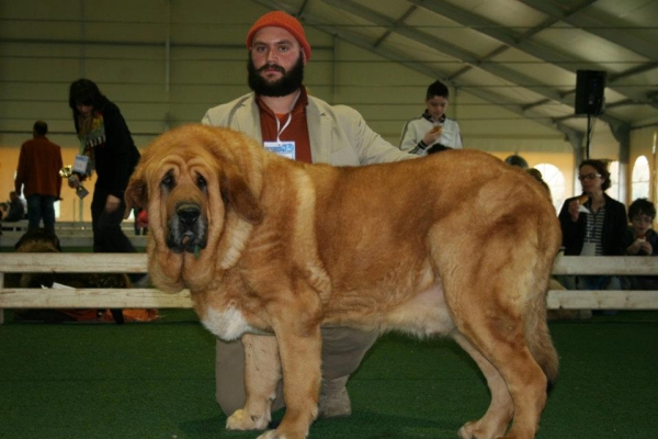 Ch. Ugo del Dharmapuri: EXC 2 - Champion Class / Clase Campeones - 2nd Monographic Exhibition Spanish Mastiff, Parma, Italy - 05-06.05.2012 
Keywords: 2012 dharmapuri