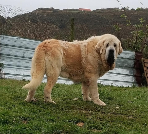 Simba de La Ribera del Pas
Portos de Montes del Pardo x Savona de Montes del Pardo.
Born: 07.02.2015
Keywords: riberadelpas