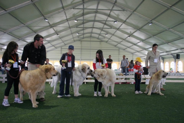 Young handlers / Jóvenes expositores - 2nd Monographic Exhibition Spanish Mastiff, Parma, Italy - 05-06.05.2012 
Keywords: 2012