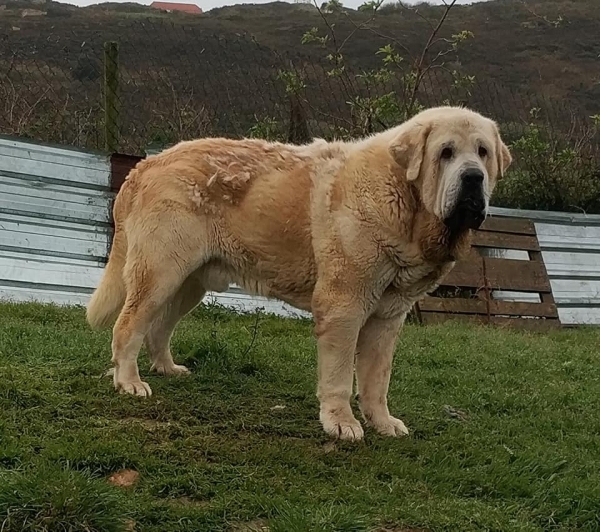 Simba de La Ribera del Pas
Portos de Montes del Pardo x Savona de Montes del Pardo.
Born: 07.02.2015
Keywords: riberadelpas