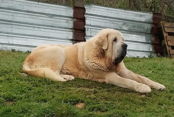 Simba de La Ribera del Pas
Portos de Montes del Pardo x Savona de Montes del Pardo.
Born: 07.02.2015
Keywords: riberadelpas