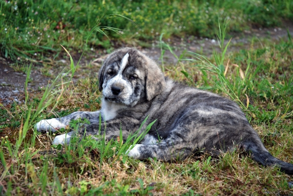 Eros de Los Montes de Pravianos - 54 días
Tejo de Fuente Mimbre x Atenea de Hazas de Cesto 
08.03.2007 
Keywords: prvianos puppyspain puppy cachorro