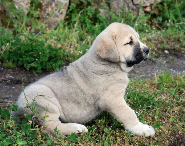 Neron de Los Montes Pravianos (male/macho) - 54 días
Tejo de Fuente Mimbre x Atenea de Hazas de Cesto 
08.03.2007 
Keywords: pravianos puppyspain puppy cachorro