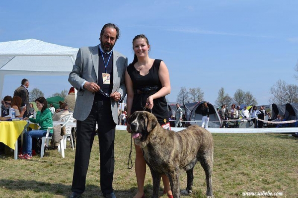 Aiša Abertura: EXC.1, CAC, CACIB, BOB - Miskolc Maraton Dog Show 2012 (Hungary)
Aragon vom Eisinger Land X Holly Mastibe
Born: 11.03.2010

Aiša Abertura is new Champion of Hungary!
In the picture with judge Javier Sanchez Fernandez from Spain.
Keywords: 2012 sabebe