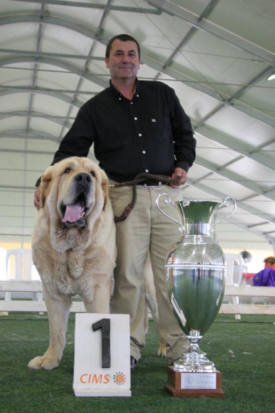 CH Titan del Dharmapuri: BIS - 2nd Monographic Exhibition Spanish Mastiff, Parma, Italy - 05-06.05.2012 
Keywords: 2012 dharmapuri