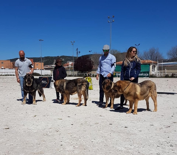 VI Concurso de Mastín Español, AEPME - Cuenca, Spain 13.04.2019
Keywords: 2019