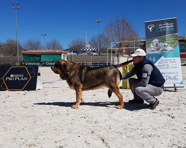 Abiertas hembras, VI Concurso de Mastín Español, AEPME - Cuenca, Spain 13.04.2019
Keywords: 2019