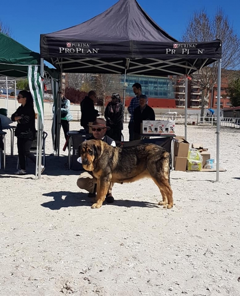 Abiertas hembras, VI Concurso de Mastín Español, AEPME - Cuenca, Spain 13.04.2019
Keywords: 2019