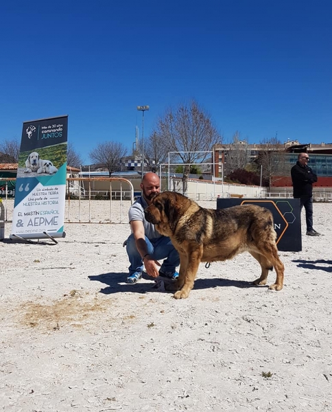 Abiertas hembras, VI Concurso de Mastín Español, AEPME - Cuenca, Spain 13.04.2019
Keywords: 2019