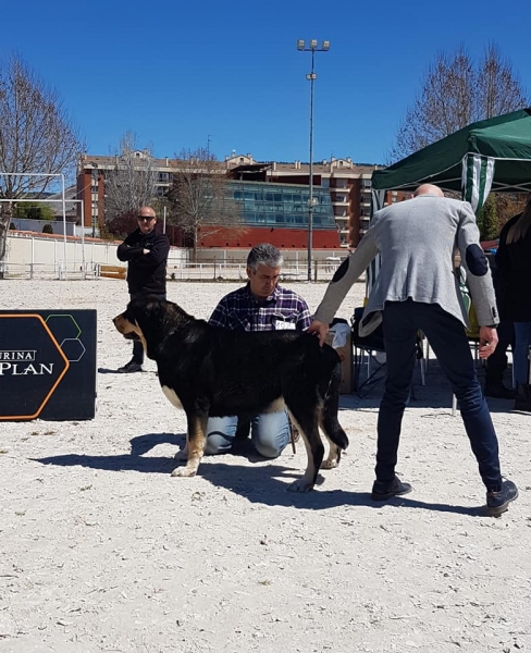 Abiertas hembras, VI Concurso de Mastín Español, AEPME - Cuenca, Spain 13.04.2019
Keywords: 2019