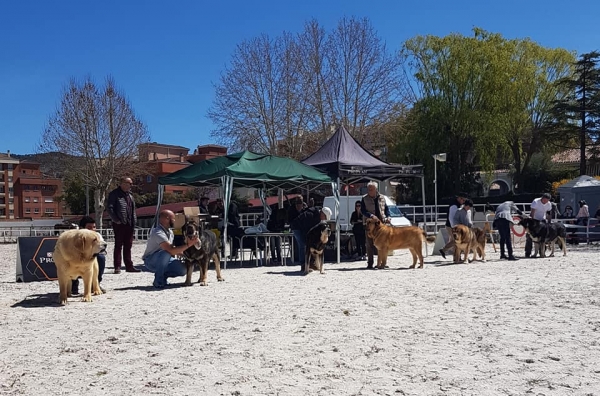 Abiertas machos, VI Concurso de Mastín Español, AEPME - Cuenca, Spain 13.04.2019
Keywords: 2019