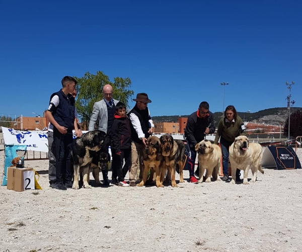 Parejas, VI Concurso de Mastín Español, AEPME - Cuenca, Spain 13.04.2019
Keywords: 2019