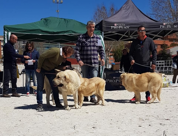 VI Concurso de Mastín Español, AEPME - Cuenca, Spain 13.04.2019
Keywords: 2019