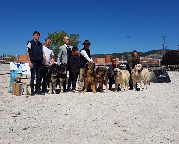 Parejas, VI Concurso de Mastín Español, AEPME - Cuenca, Spain 13.04.2019
Keywords: 2019