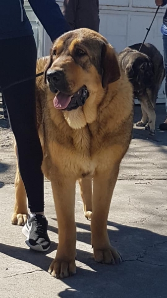 VI Concurso de Mastín Español, AEPME - Cuenca, Spain 13.04.2019
Keywords: 2019