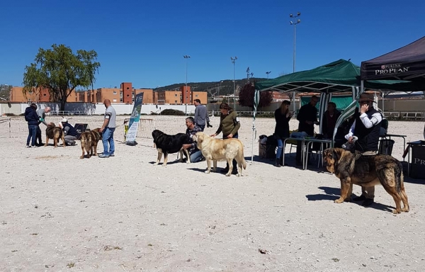 Abiertas hembras, VI Concurso de Mastín Español, AEPME - Cuenca, Spain 13.04.2019
Keywords: 2019