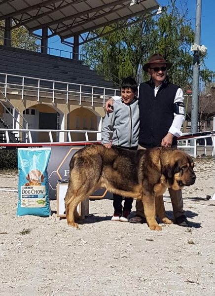 Jovenes machos, VI Concurso de Mastín Español, AEPME - Cuenca, Spain 13.04.2019
Keywords: 2019