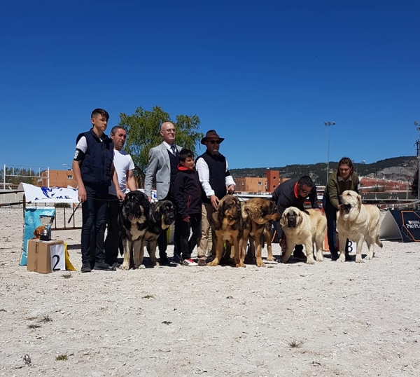 Parejas, VI Concurso de Mastín Español, AEPME - Cuenca, Spain 13.04.2019
Keywords: 2019