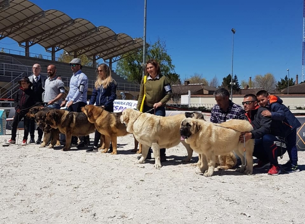 VI Concurso de Mastín Español, AEPME - Cuenca, Spain 13.04.2019
Keywords: 2019