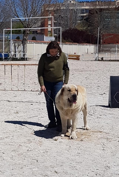 Abiertas hembras, VI Concurso de Mastín Español, AEPME - Cuenca, Spain 13.04.2019
Keywords: 2019