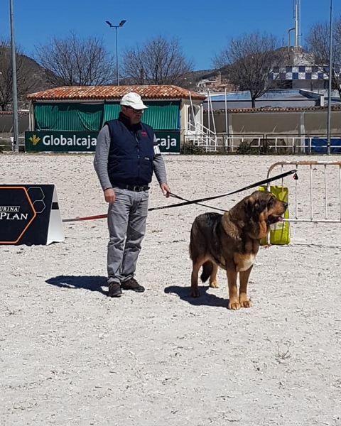 Abiertas hembras, VI Concurso de Mastín Español, AEPME - Cuenca, Spain 13.04.2019
Keywords: 2019