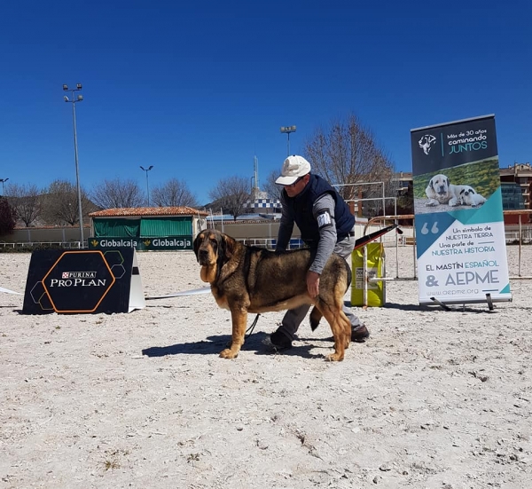 Abiertas hembras, VI Concurso de Mastín Español, AEPME - Cuenca, Spain 13.04.2019
Keywords: 2019