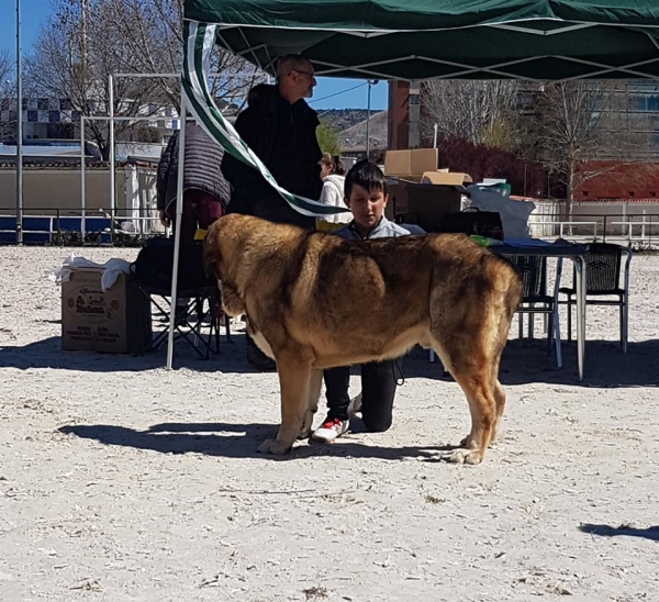 Abiertas machos, VI Concurso de Mastín Español, AEPME - Cuenca, Spain 13.04.2019
Keywords: 2019