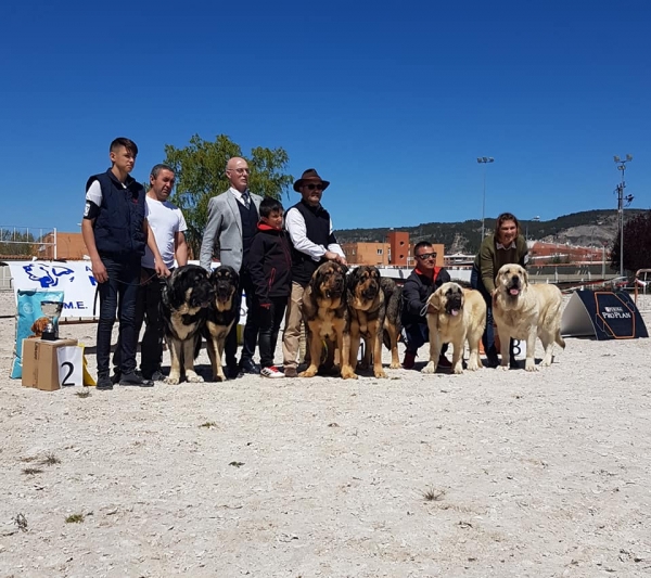 Parejas, VI Concurso de Mastín Español, AEPME - Cuenca, Spain 13.04.2019
Keywords: 2019