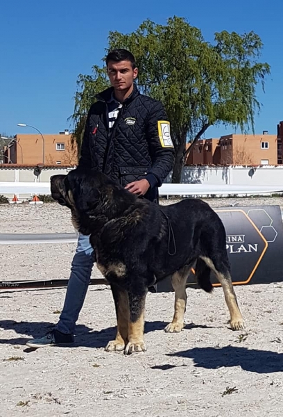 Jovenes machos, VI Concurso de Mastín Español, AEPME - Cuenca, Spain 13.04.2019
Keywords: 2019