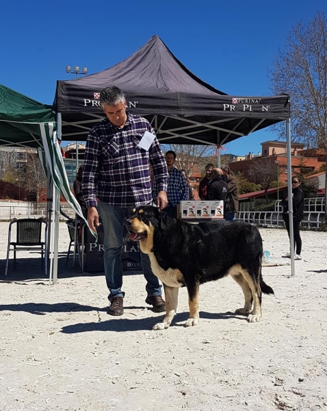 Abiertas hembras, VI Concurso de Mastín Español, AEPME - Cuenca, Spain 13.04.2019
Keywords: 2019